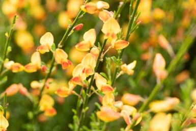Cytisus 'Apricot Gem' C1,5 30-40