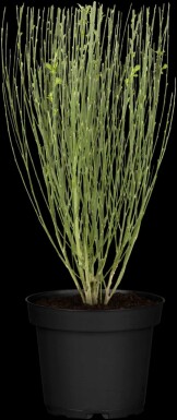 Cytisus 'Apricot Gem' C1,5 30-40