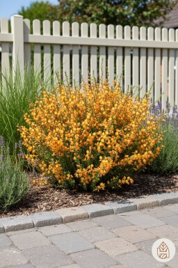 Cytisus 'Apricot Gem' busk 30-40 cm