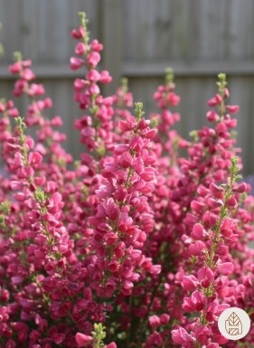 Cytisus 'Boskoop Ruby' busk 40-50 cm