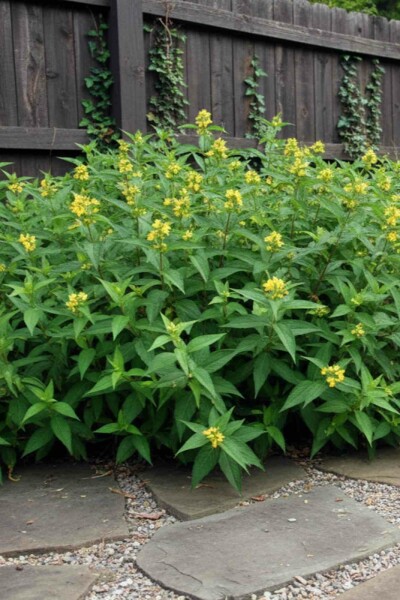 Diervilla sessilifolia 'Butterfly' busk 20-30 cm