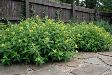 Diervilla sessilifolia 'Butterfly' busk 30-40 cm