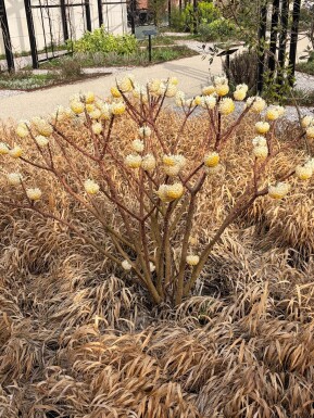 Edgeworthia chrysantha busk 40-50 cm