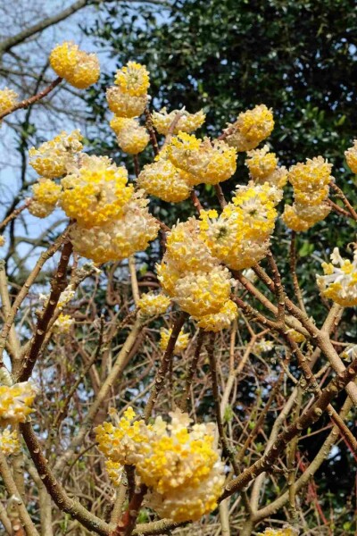 Edgeworthia chrysantha 'Grandiflora' C10 40-60