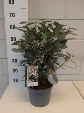 Elaeagnus ebbingei 'Compacta' busk 40-50 cm