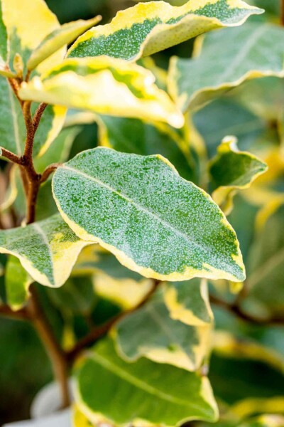 Elaeagnus ebbingei 'Limelight' C3 30-40