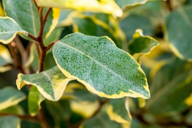 Elaeagnus ebbingei 'Limelight' C3 30-40