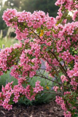 Escallonia 'Donard Seedling' busk 30-40 cm