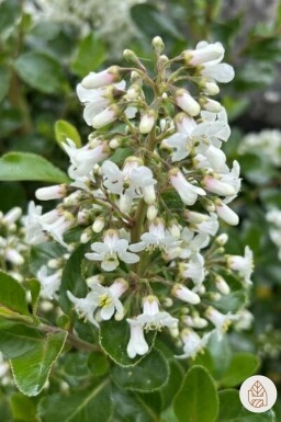 Escallonia 'Iveyi' busk 20-30 cm