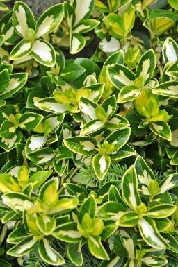 Krybende benved Euonymus fortunei 'Blondy' busk Euonymus fortunei 'Blondy'