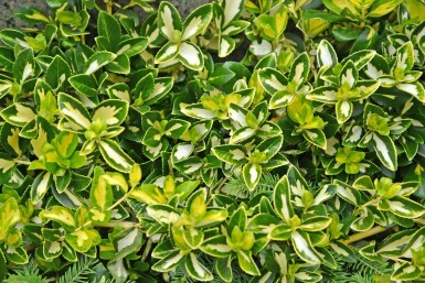 Krybende benved Euonymus fortunei 'Blondy' busk Euonymus fortunei 'Blondy'