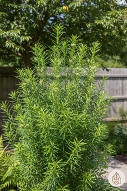 Frangula alnus 'Fine Line' busk 40-60 cm