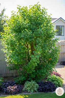 Ginkgo biloba busk 60-80 cm