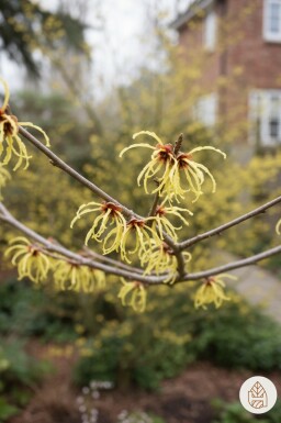 Hamamelis intermedia 'Arnold Promise' busk 50-60 cm