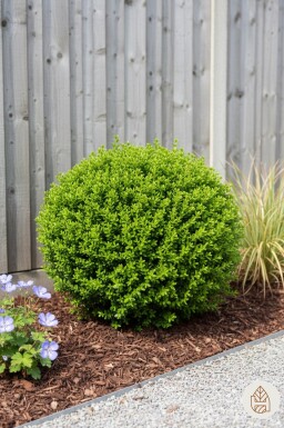 Hebe rakaiensis busk 10-15 cm