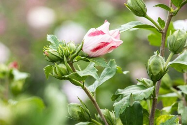 Hibiscus syriacus 'Hamabo' C7,5 50-60