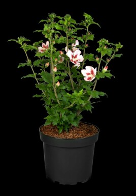 Hibiscus syriacus 'Hamabo' C7,5 50-60