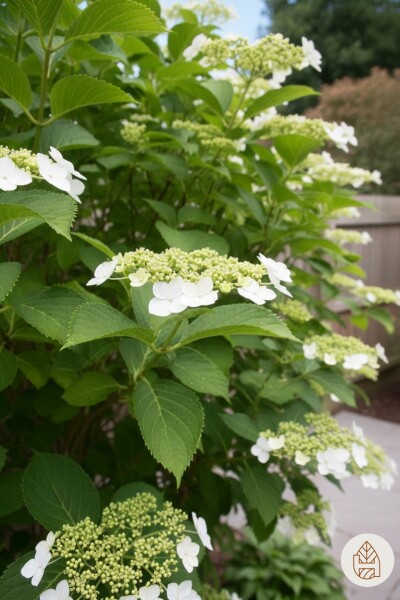 Hydrangea anomala subsp. petiolaris busk 80-100 cm