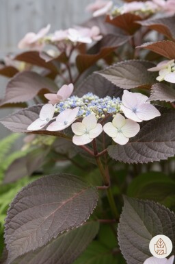 Hydrangea aspera 'Hot Chocolate' busk 25-30 cm