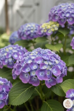 Hydrangea macrophylla 'Ayesha' busk 20-25 cm