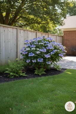 Hydrangea macrophylla 'Mariesii Perfecta' busk 25-30 cm