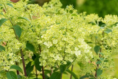 Hydrangea paniculata 'Bobo' C3 30-40