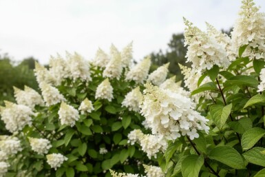 Hydrangea paniculata 'Kyushu' busk 40-50 cm