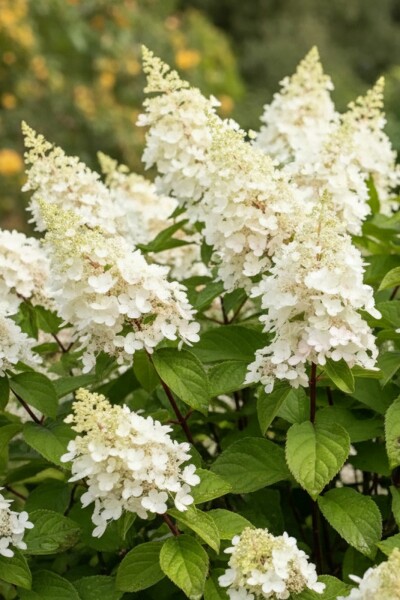 Hydrangea paniculata 'Kyushu' busk 40-50 cm