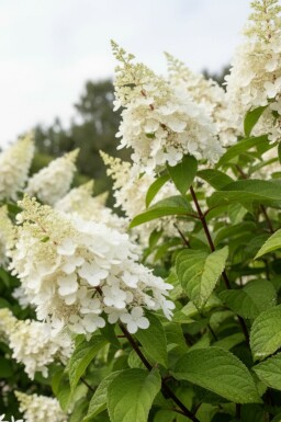 Hydrangea paniculata 'Kyushu' busk 40-50 cm