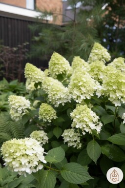 Hydrangea paniculata 'Little Spooky' busk 30-40 cm