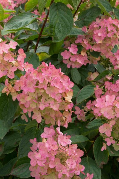 Syrenhortensia Hydrangea paniculata 'Pink Diamond' busk 25-30 C3 Hydrangea paniculata 'Pink Diamond' busk 25-30 cm
