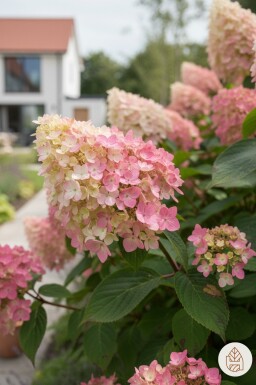 Hydrangea paniculata 'Pink Diamond' busk 25-30 cm