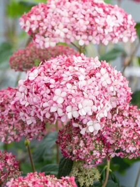 Hortensia Hydrangea 'Pink Annabelle' busk 25-30 C3 Hydrangea 'Pink Annabelle' busk 25-30 cm