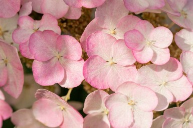 Hydrangea quercifolia 'Snow Queen' C3 25-30