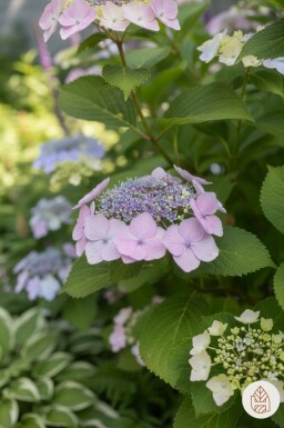 Hydrangea serrata 'Bluebird' busk 25-30 cm