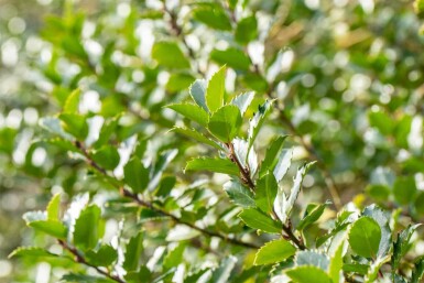 Ilex meserveae 'Blue Princess' C3 50-60