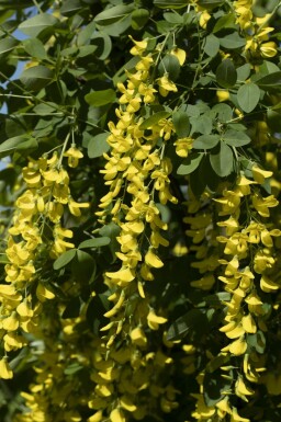 Hybridguldregn Laburnum watereri 'Vossii' busk Laburnum watereri 'Vossii' busk
