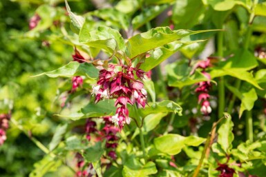 Himalayabær Leycesteria formosa busk 40-45 C3 Leycesteria formosa busk 40-45 cm