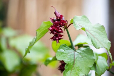 Himalayabær Leycesteria formosa busk 40-45 C3 Leycesteria formosa busk 40-45 cm