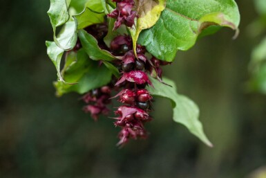 Himalayabær Leycesteria formosa busk 40-45 C3 Leycesteria formosa busk 40-45 cm