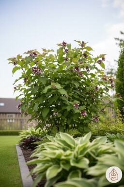 Leycesteria formosa 'Purple Rain' busk 35-40 cm