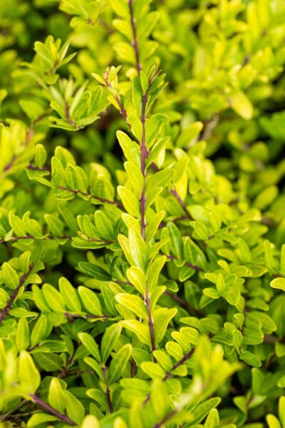 Kinesisk kaprifolie Lonicera pileata busk 20-25 C1,5 Lonicera pileata busk 20-25 cm