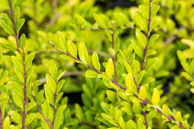 Kinesisk kaprifolie Lonicera pileata busk 20-25 C1,5 Lonicera pileata busk 20-25 cm