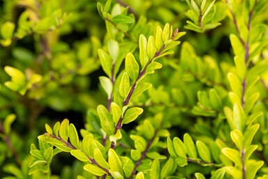 Kinesisk kaprifolie Lonicera pileata busk 20-25 C1,5 Lonicera pileata busk 20-25 cm