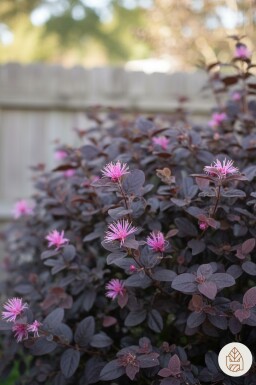 Loropetalum chinense 'Fire Dance' busk 25-30 cm
