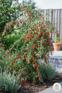 Lycium barbarum busk 40-50 cm