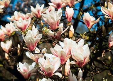 Magnolia soulangeana busk 50-80 cm