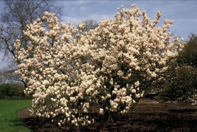 Magnolia soulangeana busk 50-80 cm