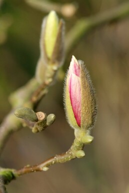 Magnolia soulangeana busk 50-80 cm