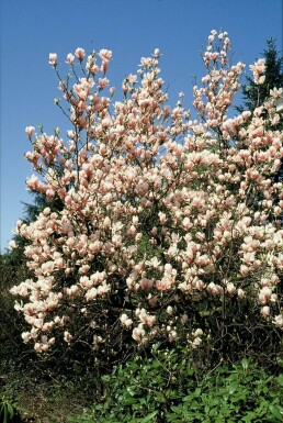 Magnolia soulangeana busk 50-80 cm